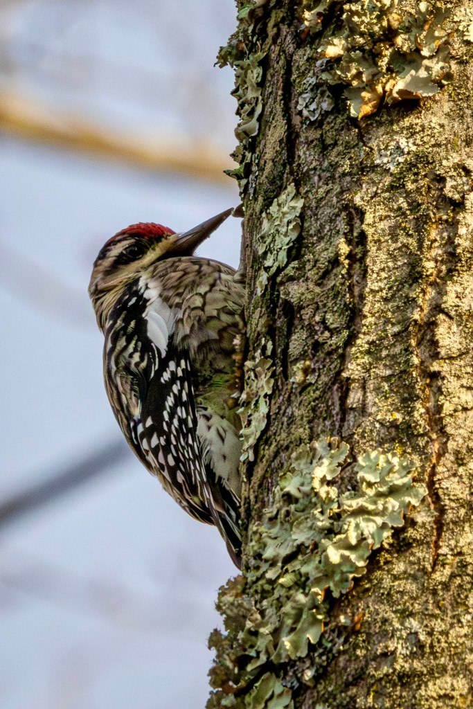 Yellow-bellied sapsucker clinging to the trunk of a tree, its beak poised to peck at the bark.
