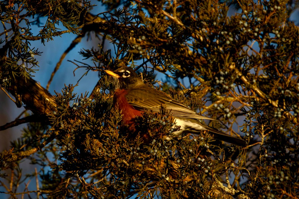 American robin in profile, sitting in a tree, with its beak slightly raised.