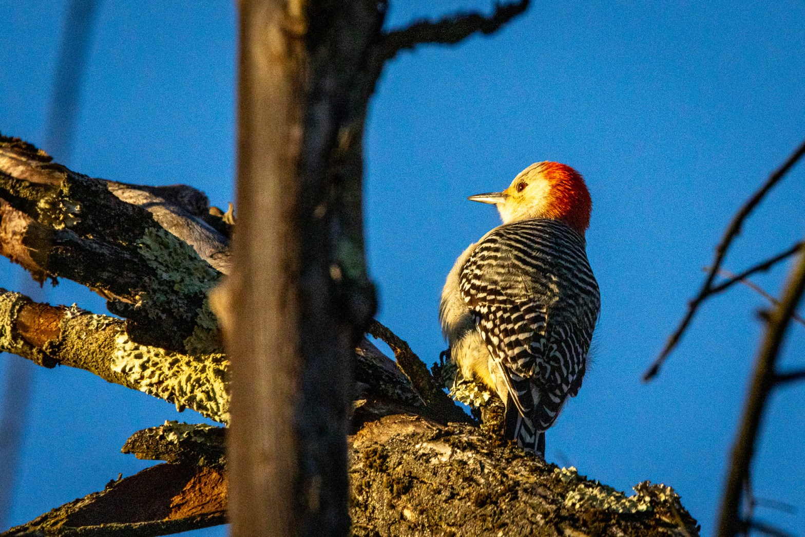 A red-bellied woodpecker pauses on a tree branch before attacking the bark for bugs.