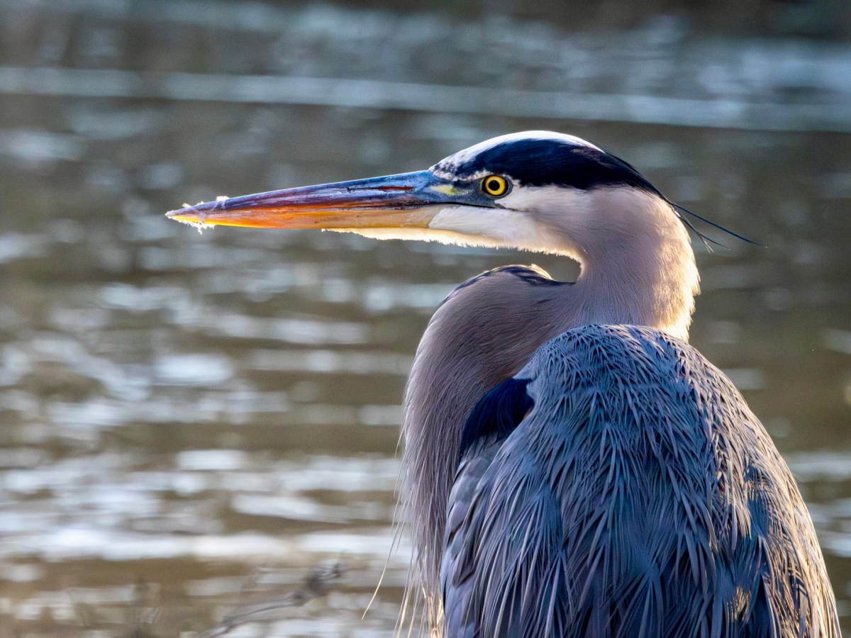 Close encounters of the bird&nbsp;kind