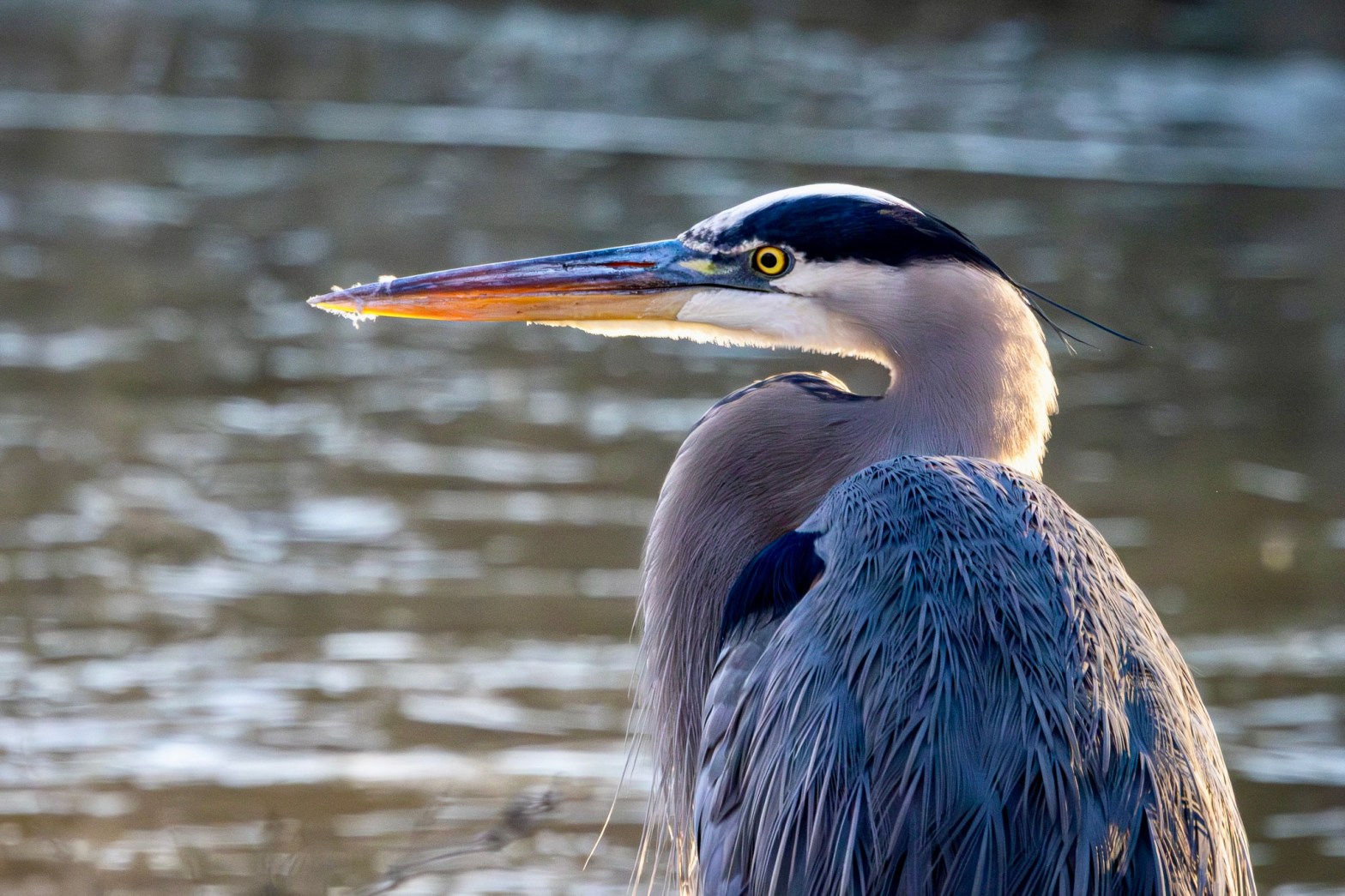 A great blue heron turns its head to the left as it stands in front of an inlet at Trenton marsh.