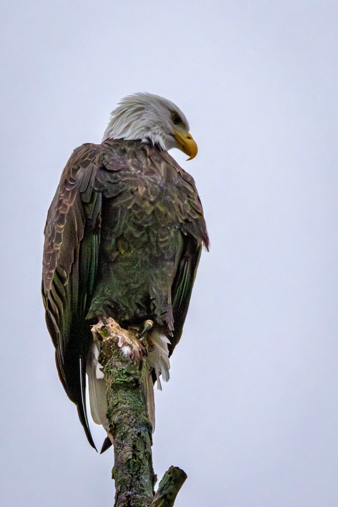 A bald eagle looks down from its perch atop a bare tree.