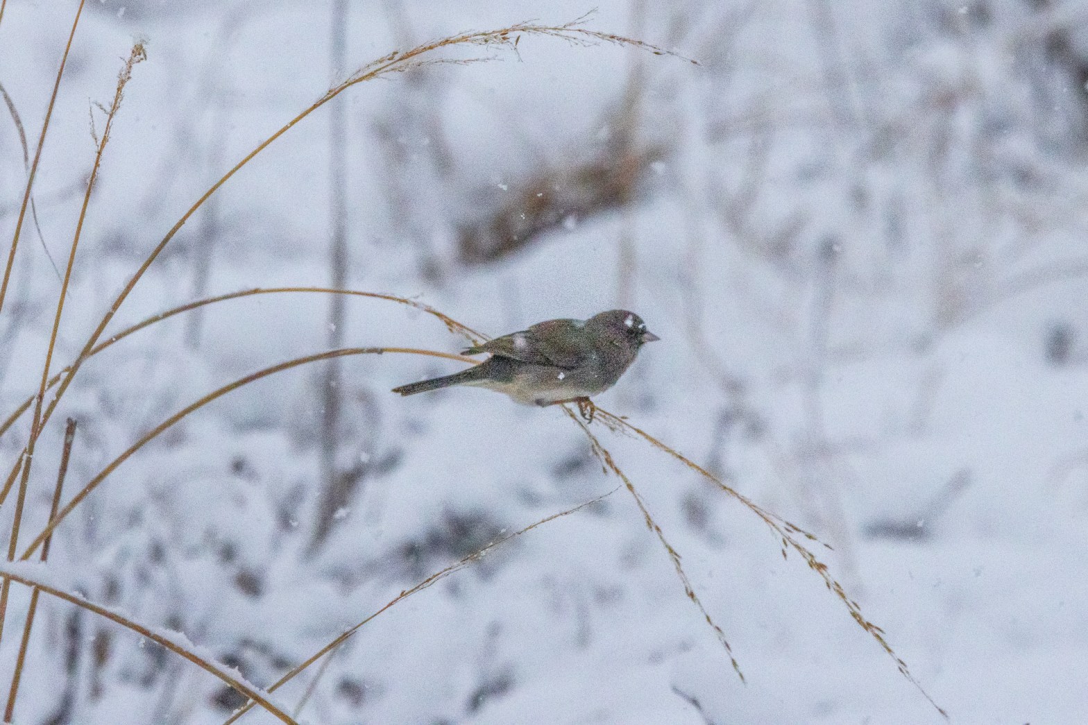 A dark-eyed junco perches on a slender arc of brown grass, with snowy ground in the background.