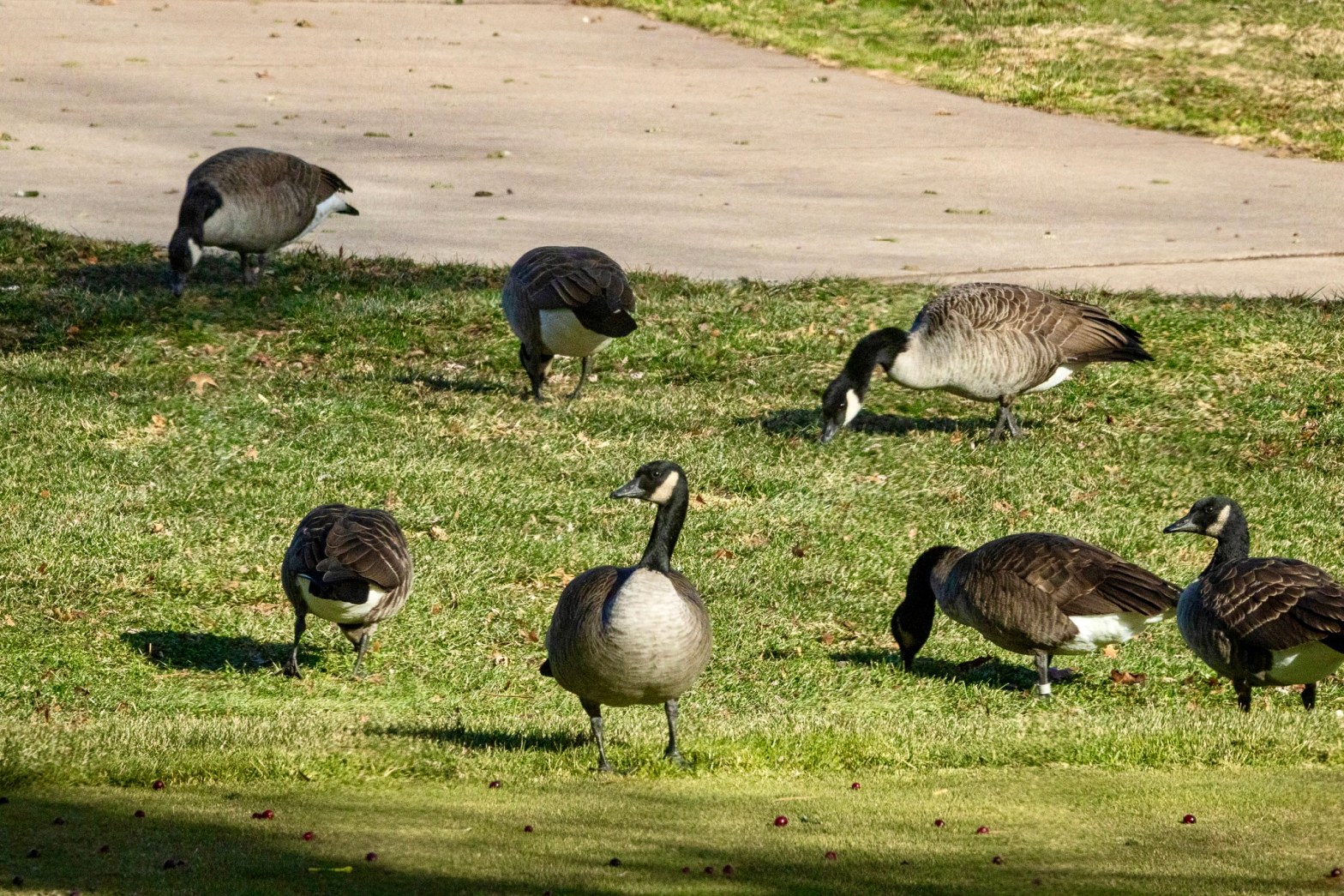 A "sentinel goose" looks to its righ as the geese behind it forage on the golf course grass.