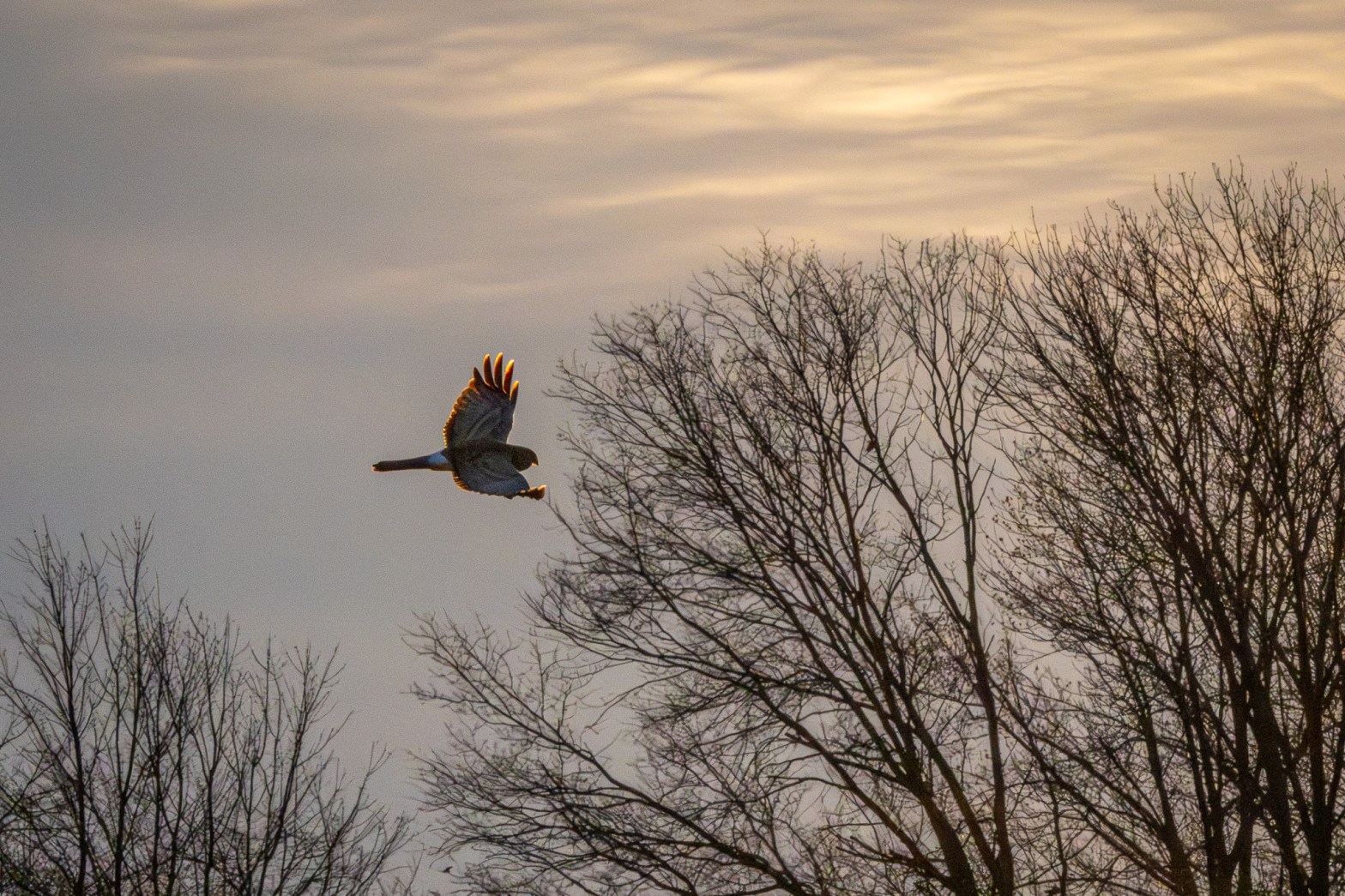 A Northern harrier, its wingtips illuminated from behind by the setting sun, soars over a field and in front of bare trees in the background.
