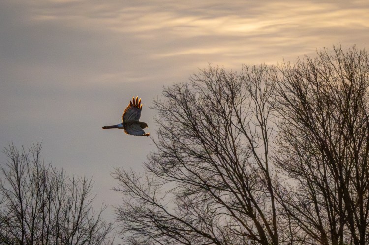 A Northern harrier, its wingtips illuminated from behind by the setting sun, soars over a field and in front of bare trees in the background.
