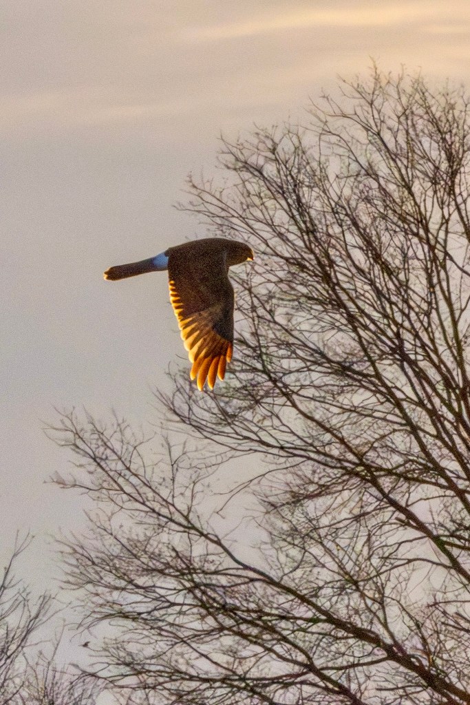 Wings backlit by the setting sun, a Northern harrier flies in front of bare trees at the back of a Pole Farm field.
