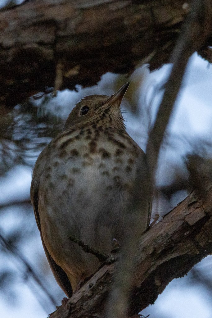 Hermit thrush seen from below. Its perched on a cedar tree branch, its spotted chest and eye ring clearly shown.