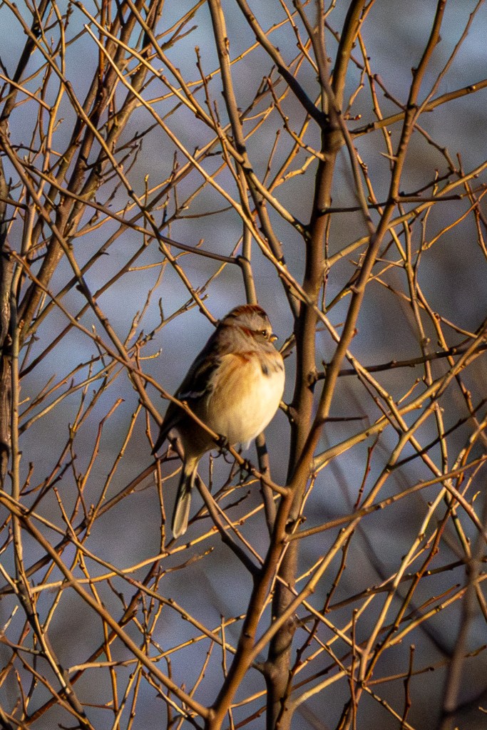 Amid a tangle of small tree branches, an American tree sparrow looks toward the sun.