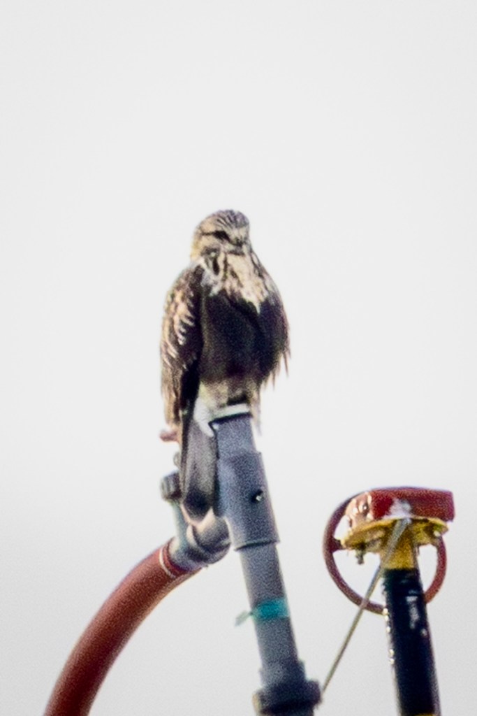 Rough-legged hawk perched atop a post with a hose connecting to it.