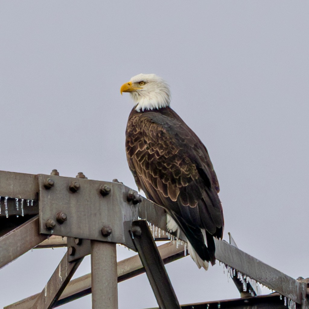 Bald eagle standing atop a power transmission tower, with icicles hanging from the crossbeam on which it was perched.