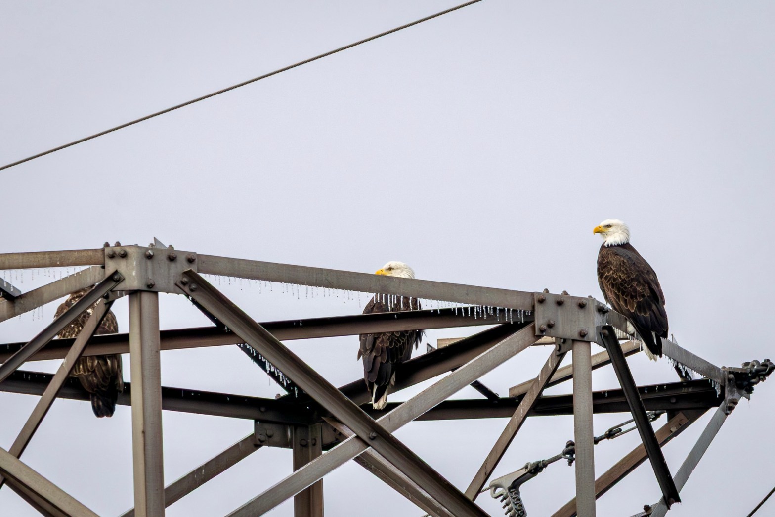 Three bald eagles, two partially obscured at left and center, perch atop a power transmission tower. The mature eagle at right is in full profile view, with striking white plumage on its head.
