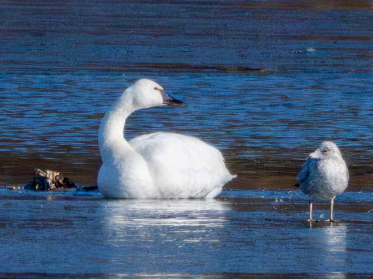 A (tundra) swan song for&nbsp;2025