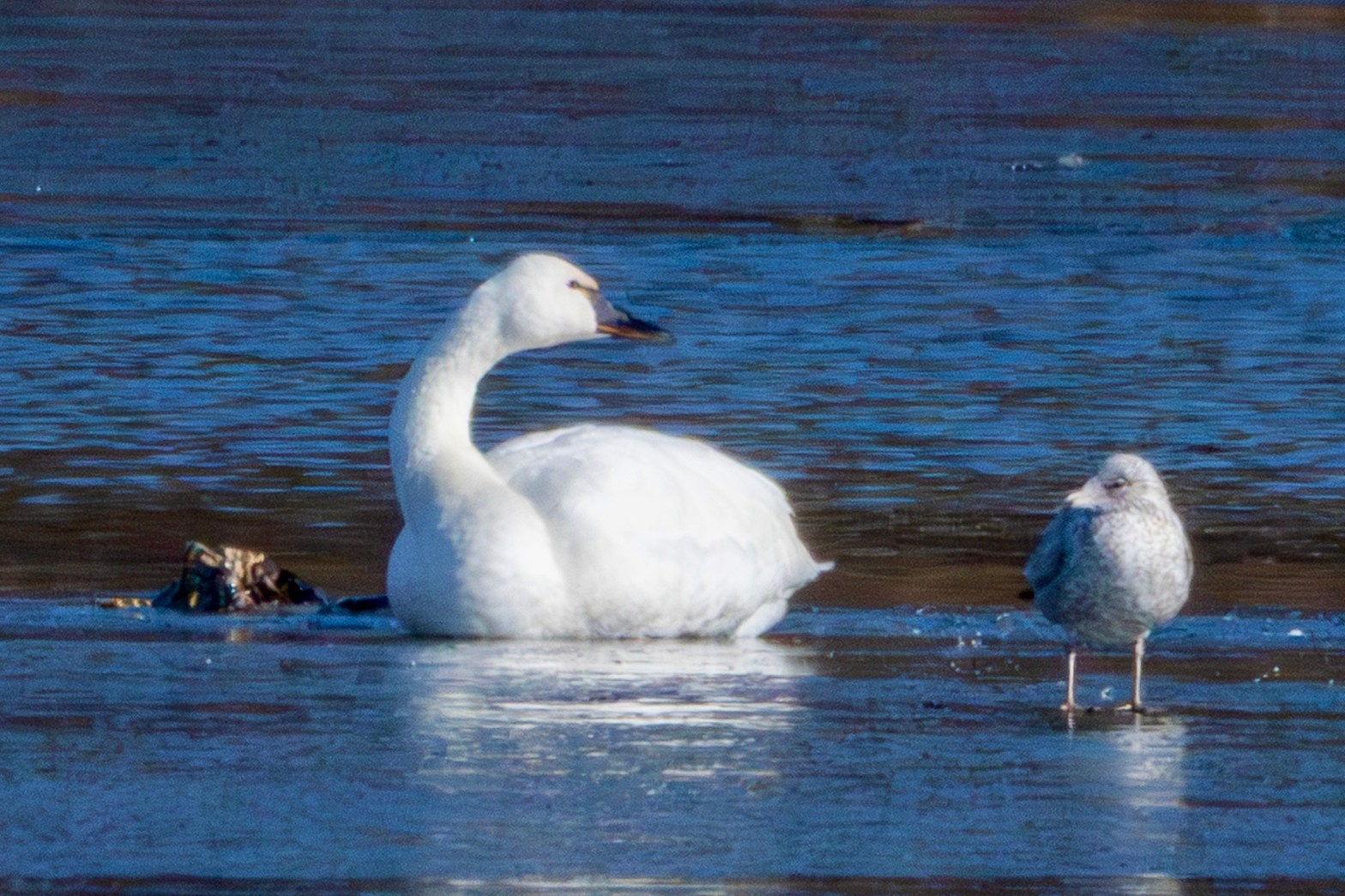 A tundra swan turns its head in the direction of a ring-billed gull to its right. Both birds are floating on the blue water of Spring Lake.