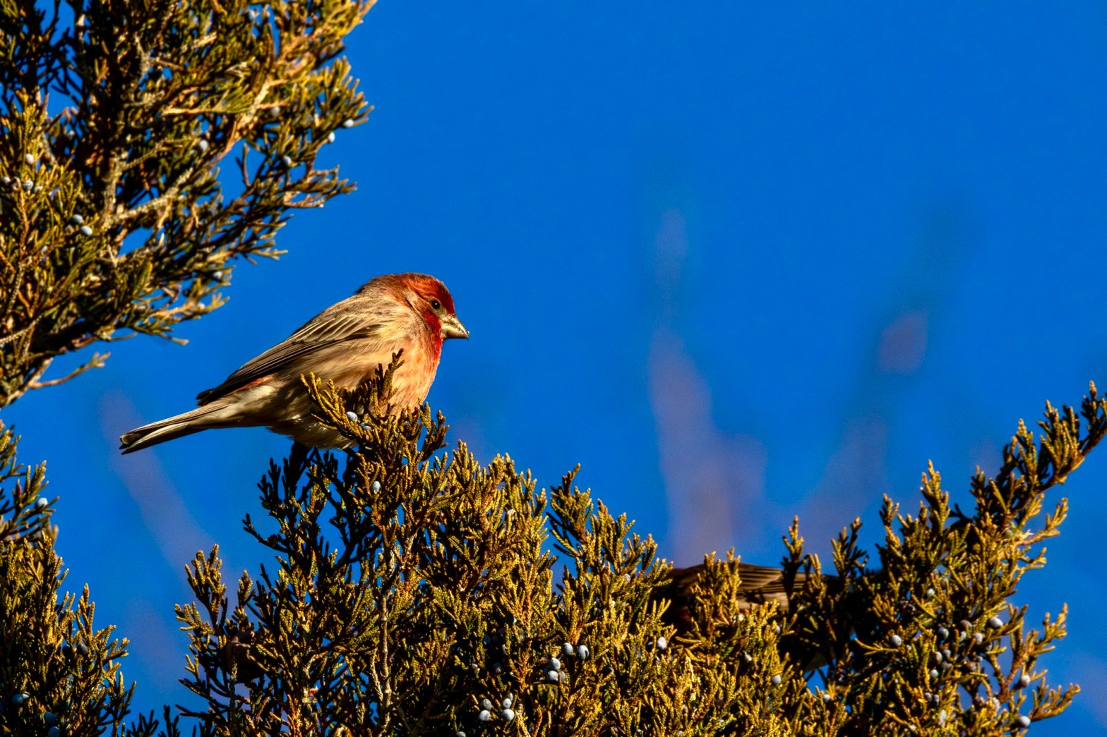 A male house finch, with a deep red head, sits atop a cedar tree with a deep blue sky in the background.