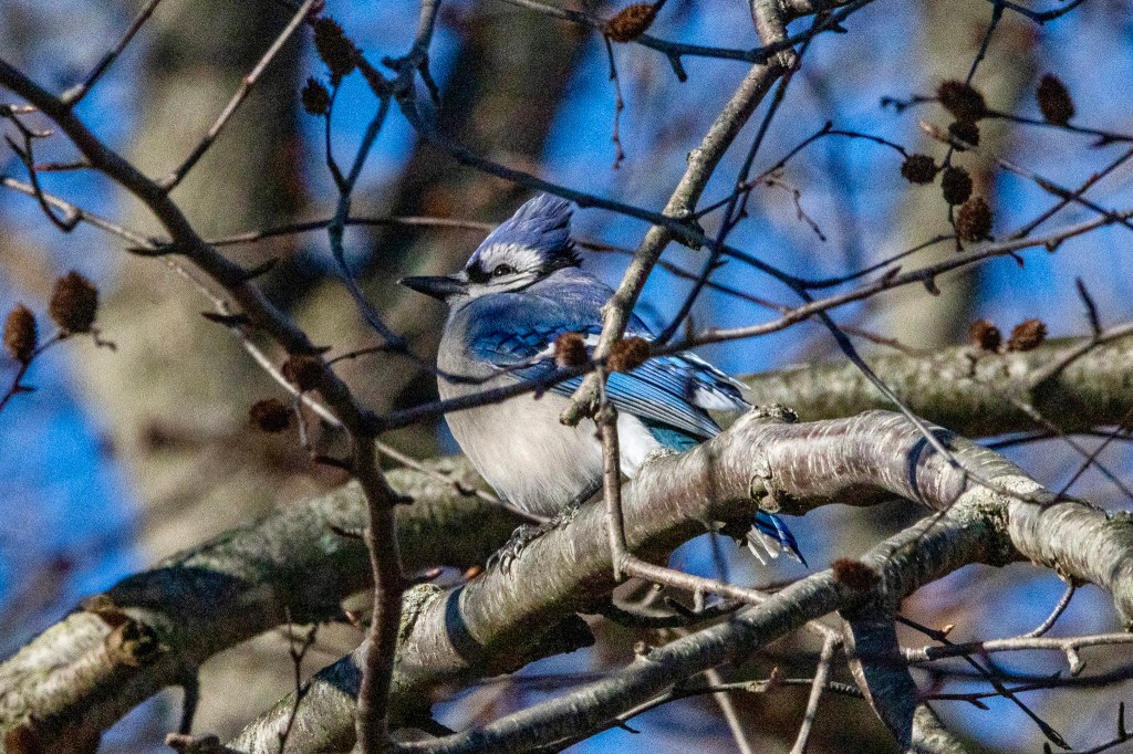A blue jay sits on a medium tree branch, with smaller branches framing it.
