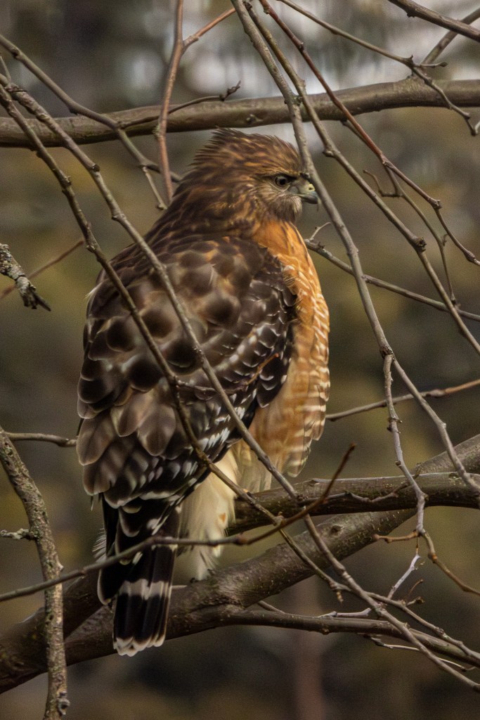 Red-shouldered hawk sitting in profile on a tree branch, with smaller branches surrounding it.