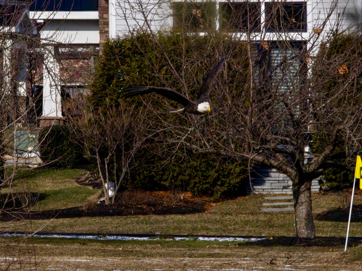 When raptors make a house call — at your own&nbsp;home