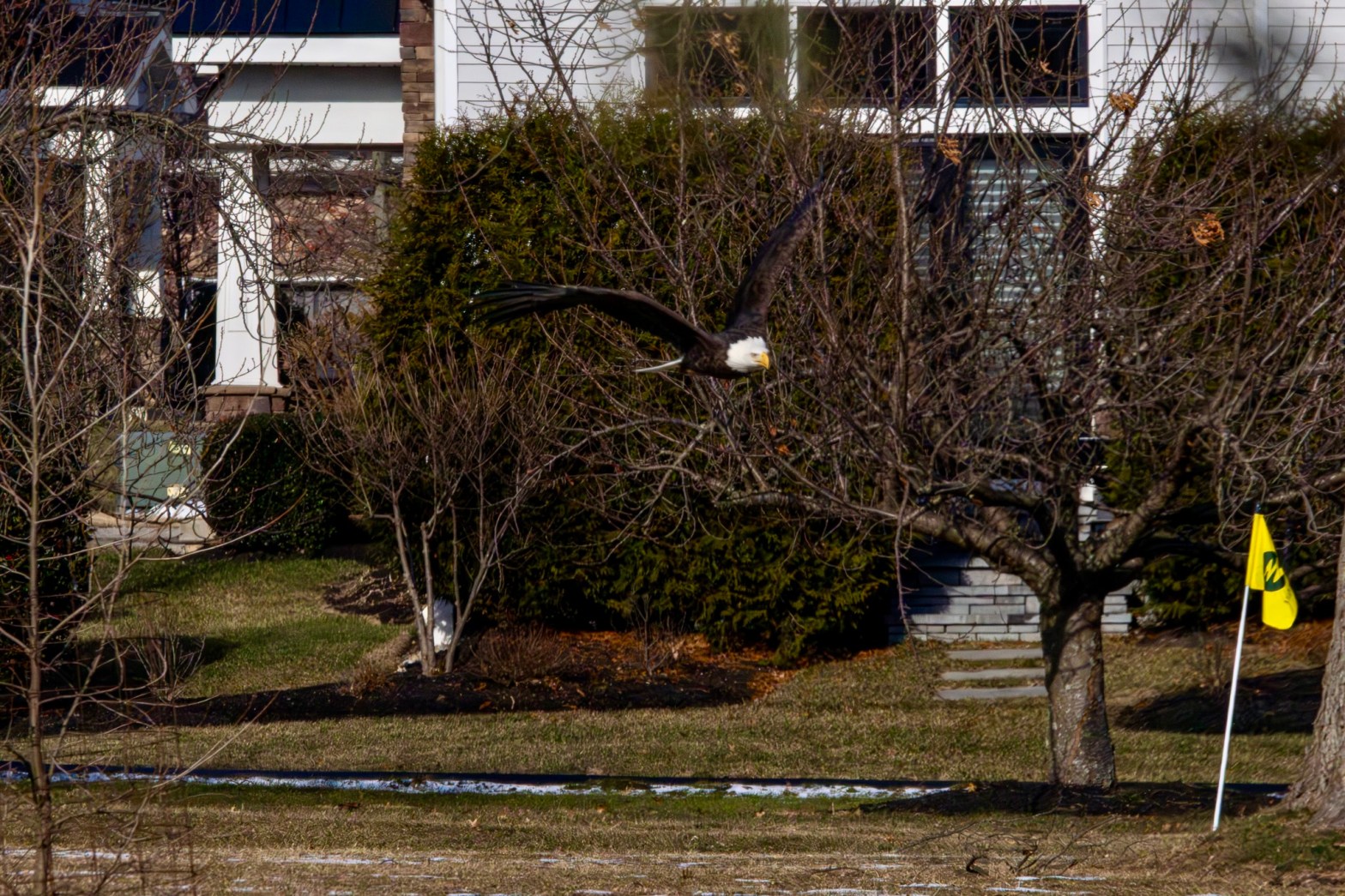 A bald eagle flies over the golf course, with a a flag for the 10th green at lower right.