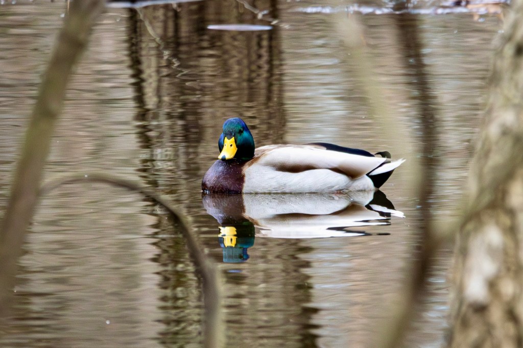 A drake mallard floats along the backwaters of Pond Run, his shadow reflected on the brown water.