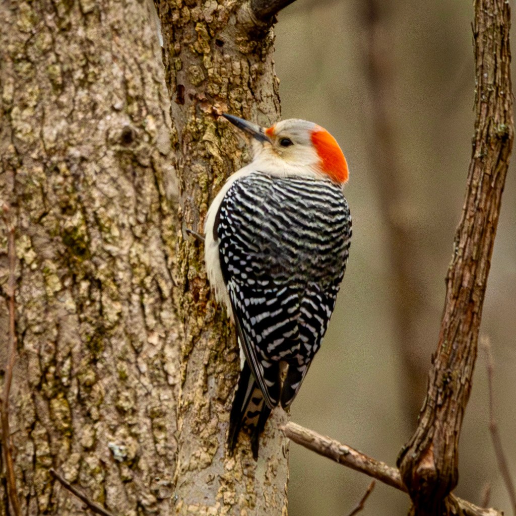 A red-bellied woodpecker clings to the side of a tree.