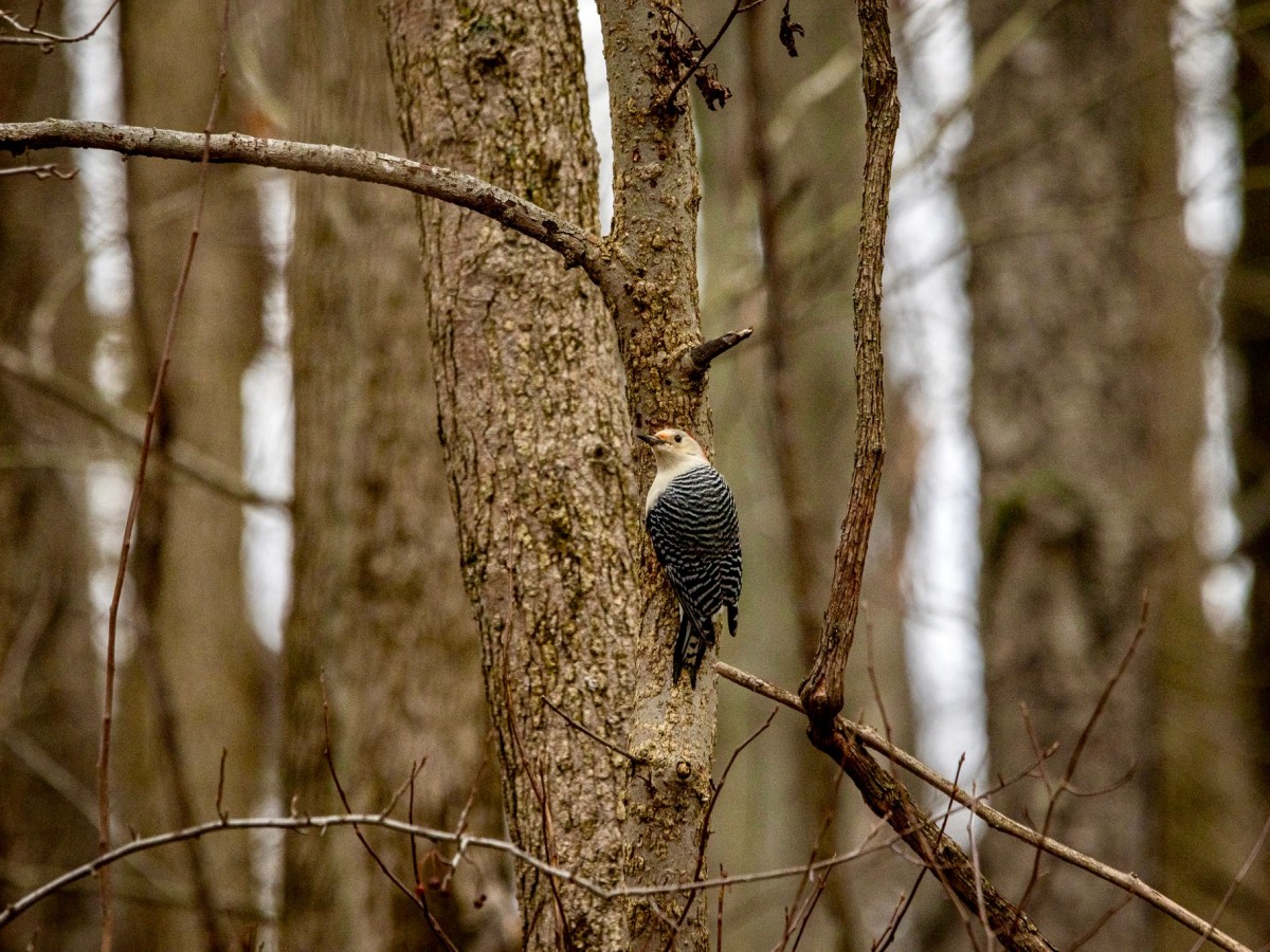 Losing track of time while tracking&nbsp;birds