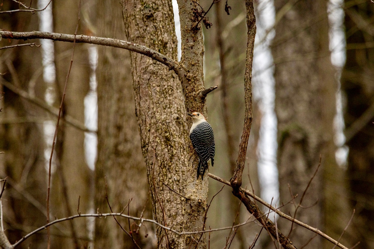 A red-bellied woodpecker clings to one of several trees in a wooded area.