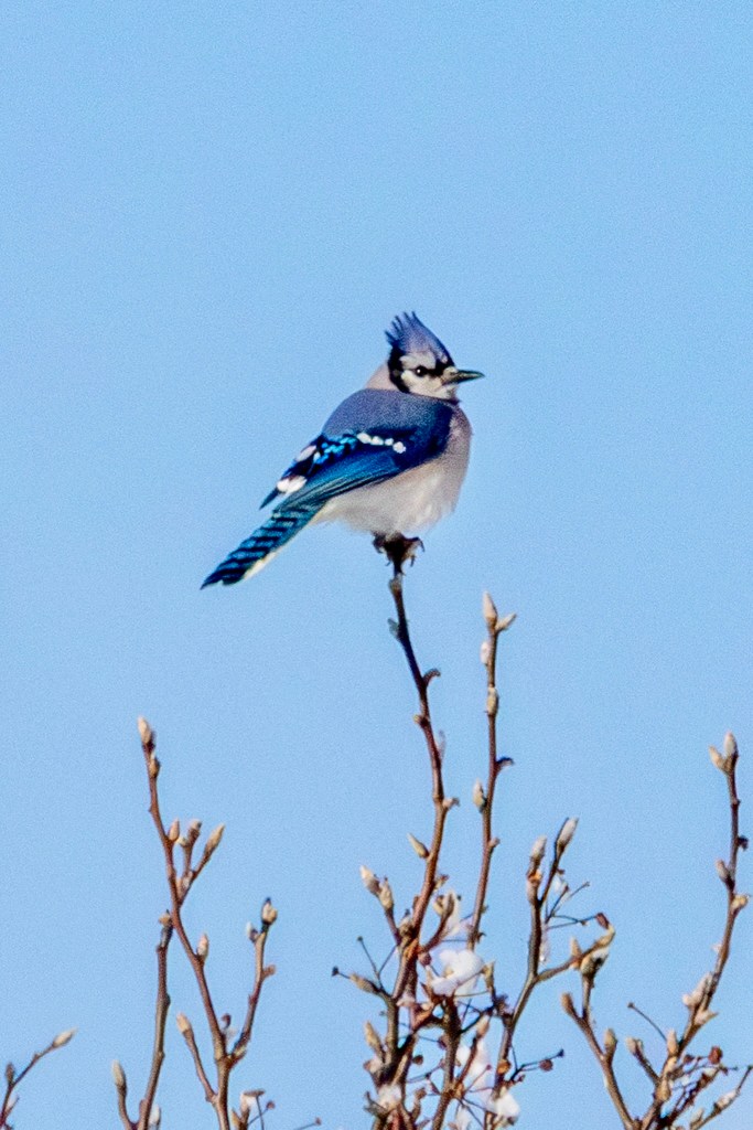 A blue jay perches on the topmost branch of a bare tree, against a bright blue sky. Blobs of snow are on a few of the branches below the bird.