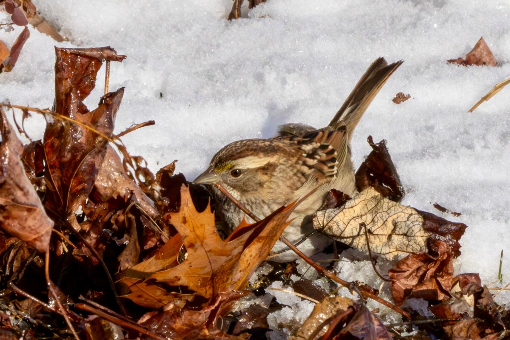 Song sparrow standing on snow-covered ground, its beak poking into orangey-brown leaves.