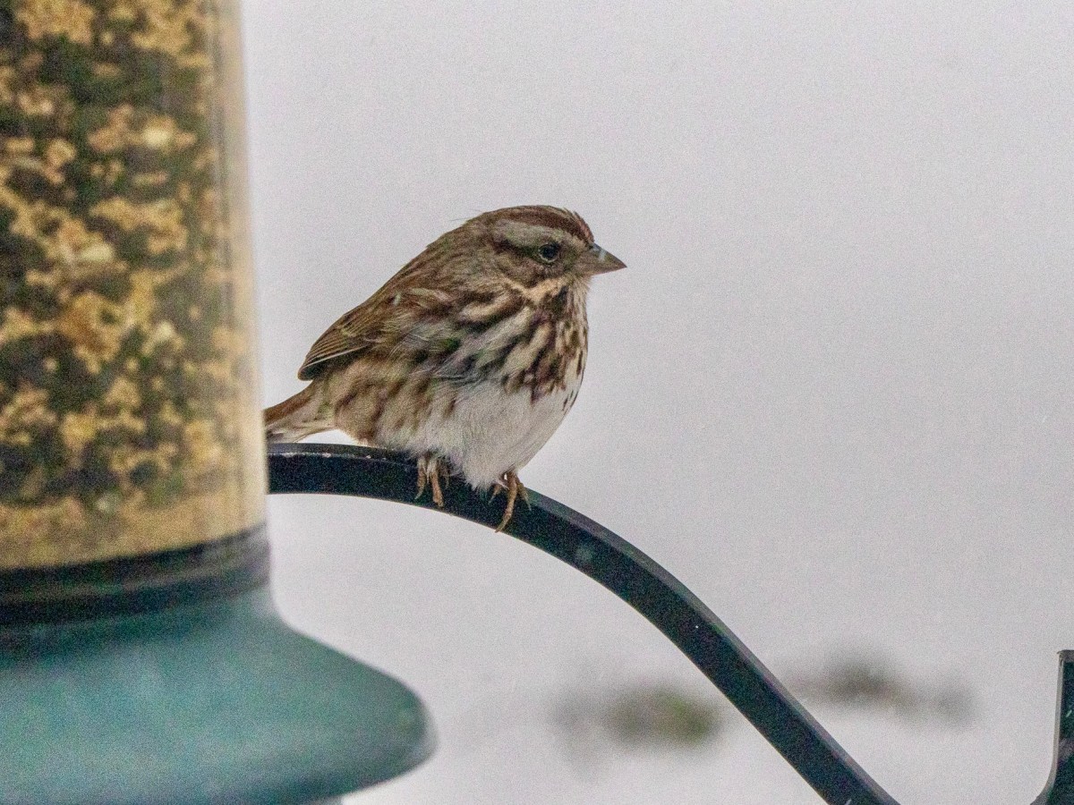The juncos and sparrows performed in the&nbsp;storm