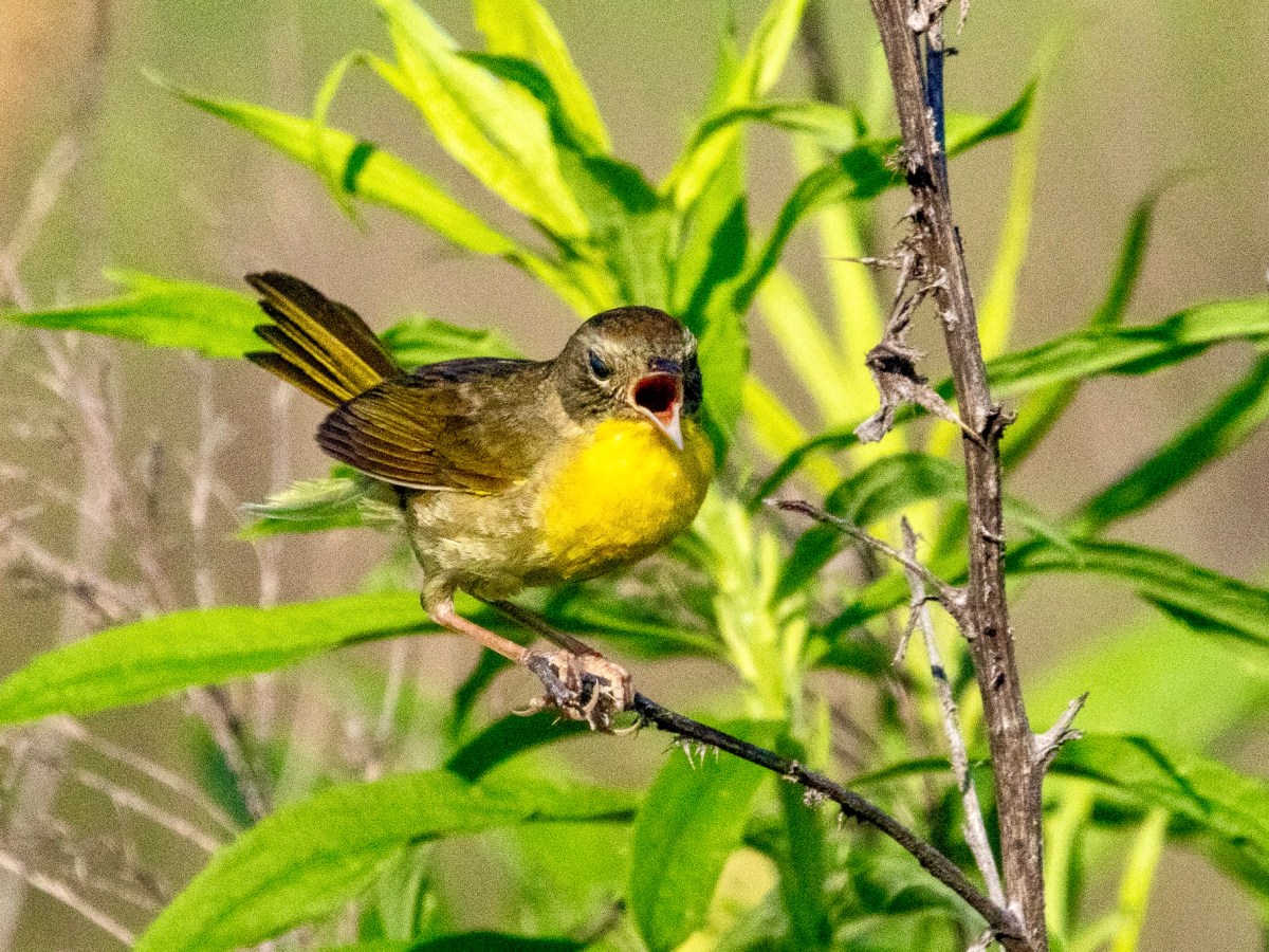 My 10 favorite bird photos of&nbsp;2025