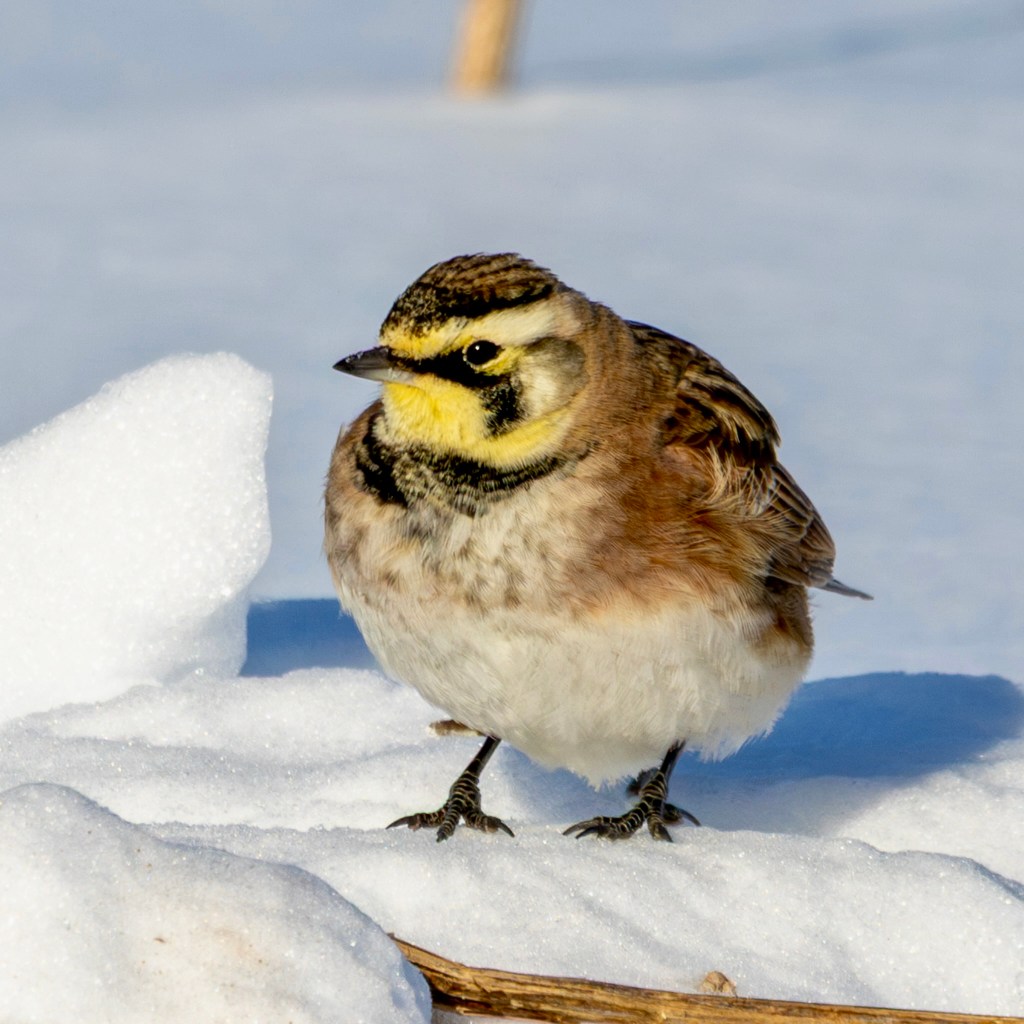 A horned lark stands next to a chunk of icy snow on a snow-covered field.