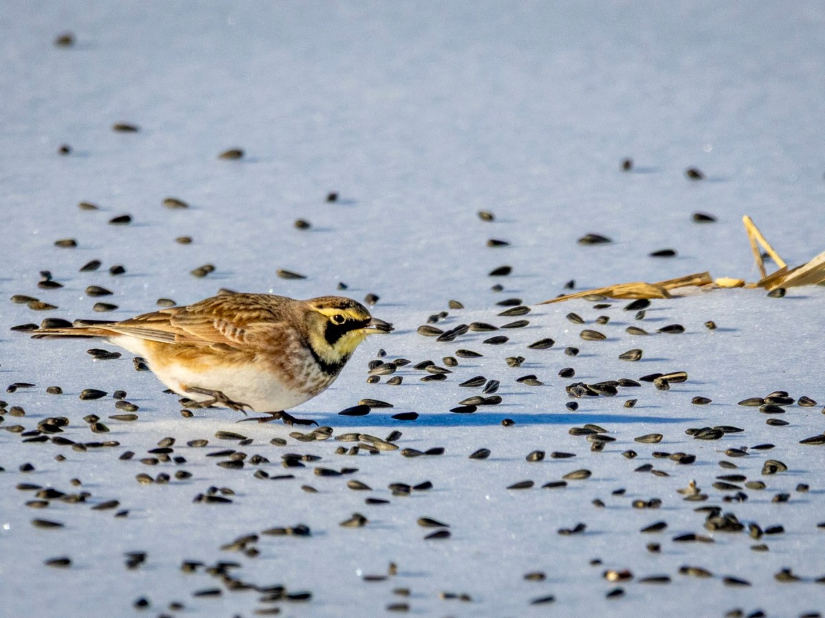 Crossing the frozen Delaware River for a&nbsp;lifer