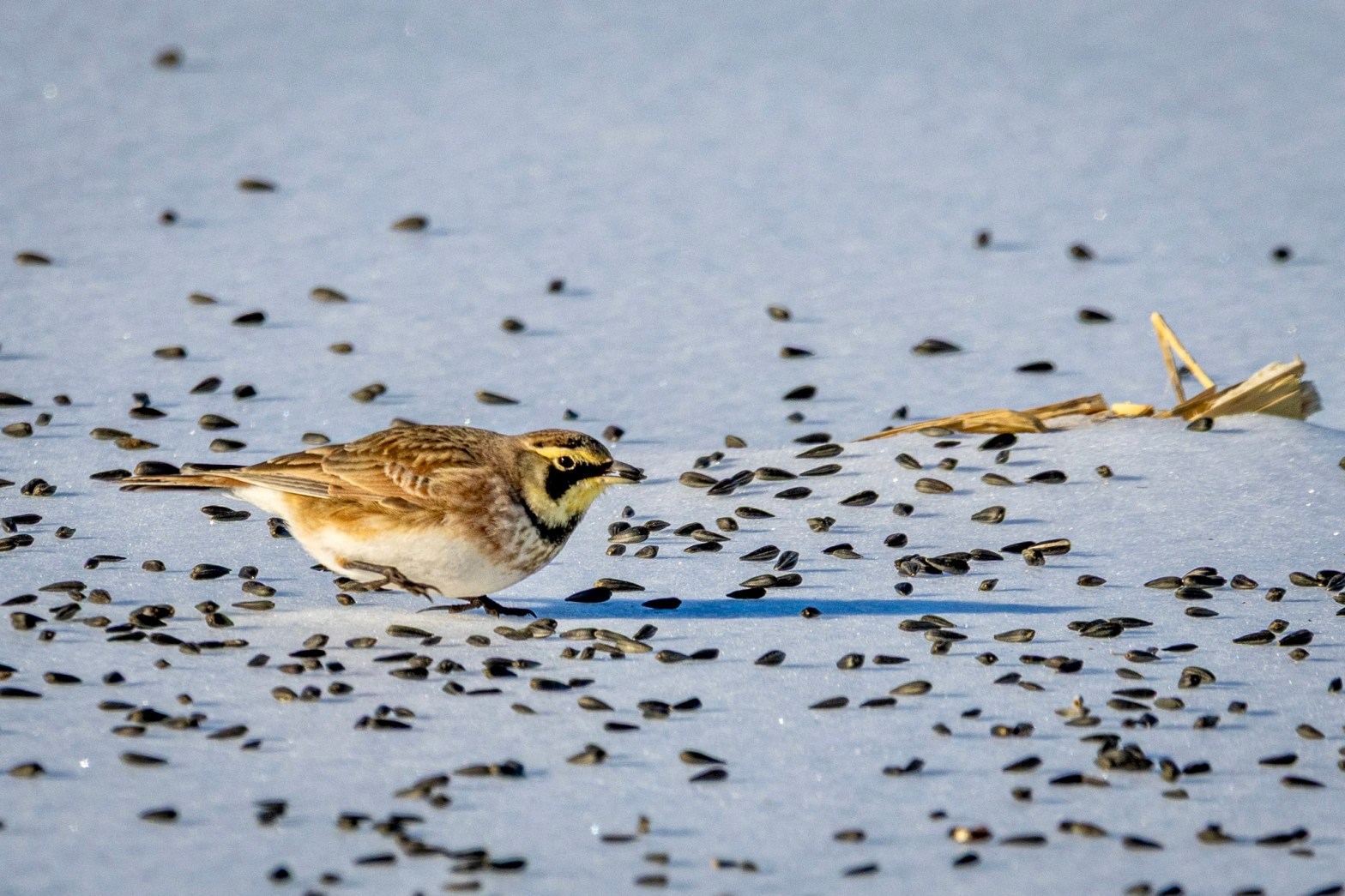 A horned lark forages on a snow-covered field on which black seeds have been liberally scattered.