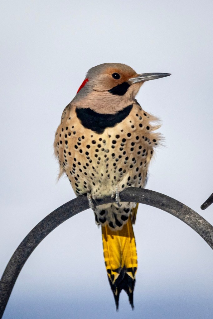 A Northern flicker perches on a black shepherd's hook. It looks to its left. The yellow undersides of its tail feathers are clearly displayed.