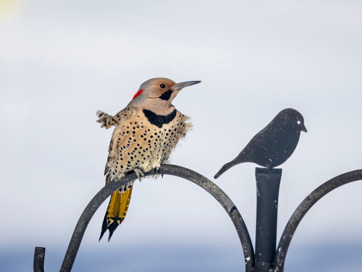 Backyard birds warm up a cold&nbsp;day