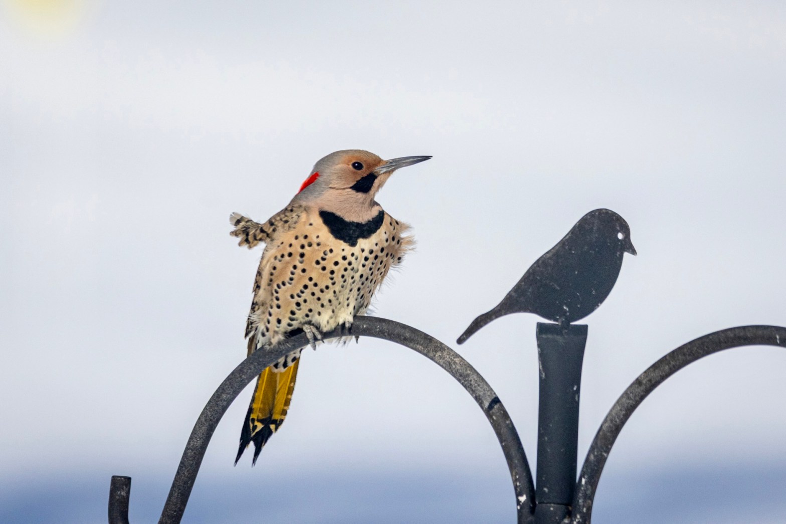 A Northern flicker perches in profile atop a shepherd's hook, with the wind fluffing out the feathers at its shoulders.