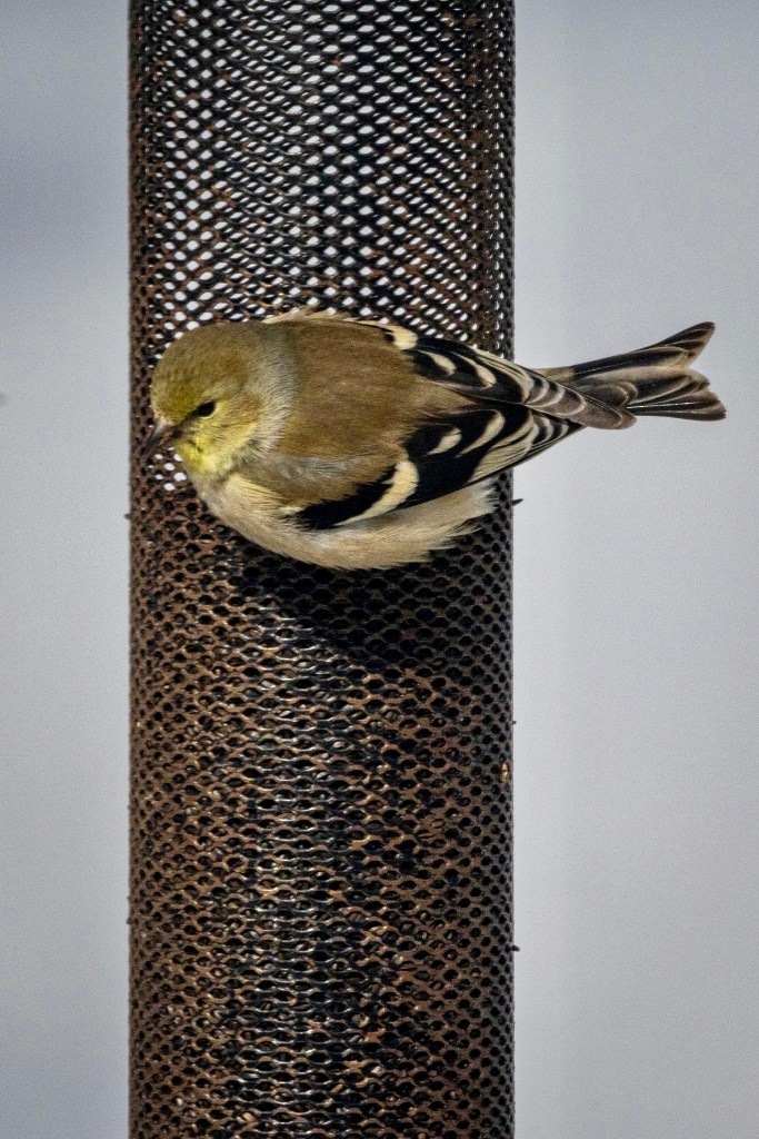 An American goldfinch (I believe a male in winter plumage) snacks on nyjer seed from a black mesh tube feeder.
