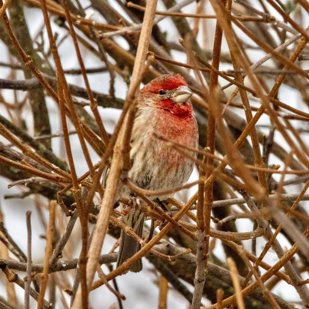 Male purple finch perching in a tangle of slender brown and tan tree branches. The bird has a red head and chest, with brown streaks on buff sides and lower breast.