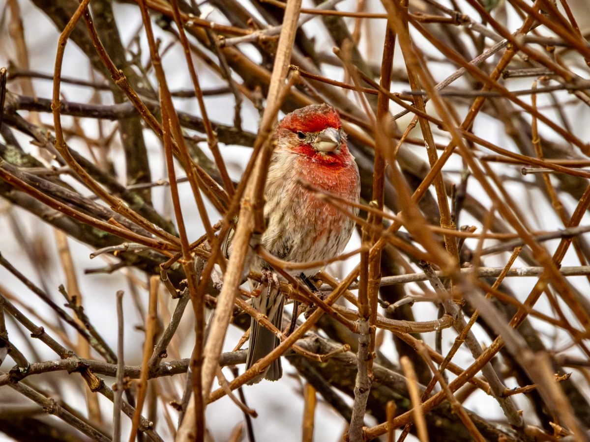 A likely last chance for snow shots during the Great Backyard Bird&nbsp;Count