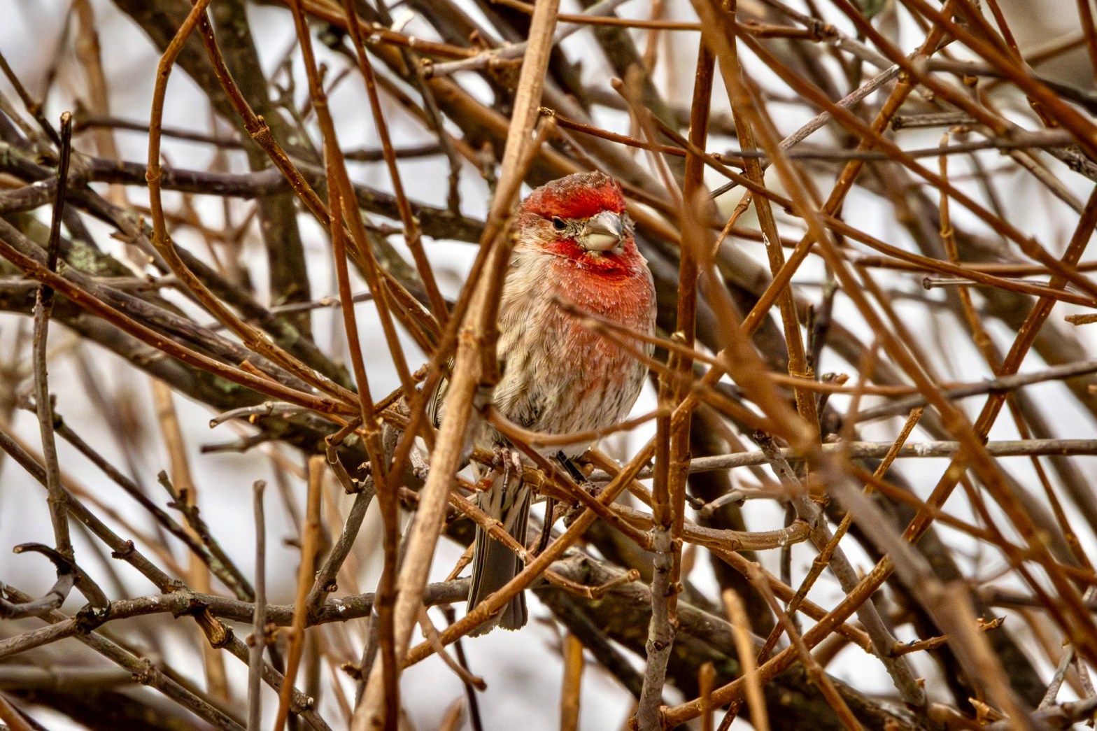 Purple finch perched amid a tangle of brown and tan tree branches.