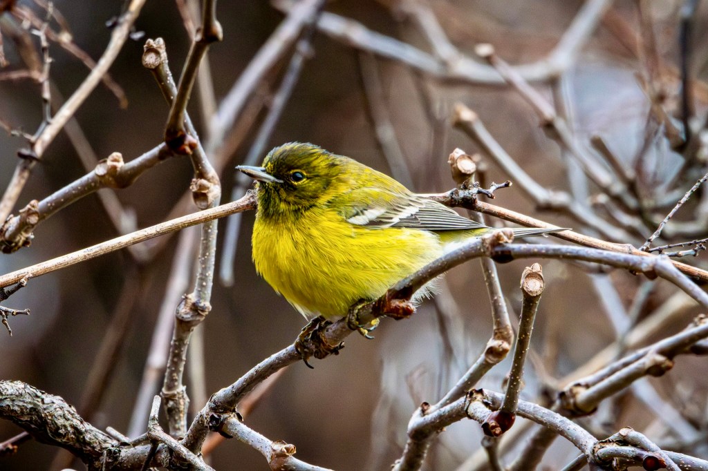 A pine warbler perches in profile on a tree branch. The bird is mostly yellow, with a dark head with a yellow eye ring and a black and white wing.