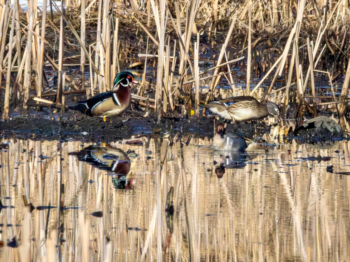 Thawing out and catching up on&nbsp;birding