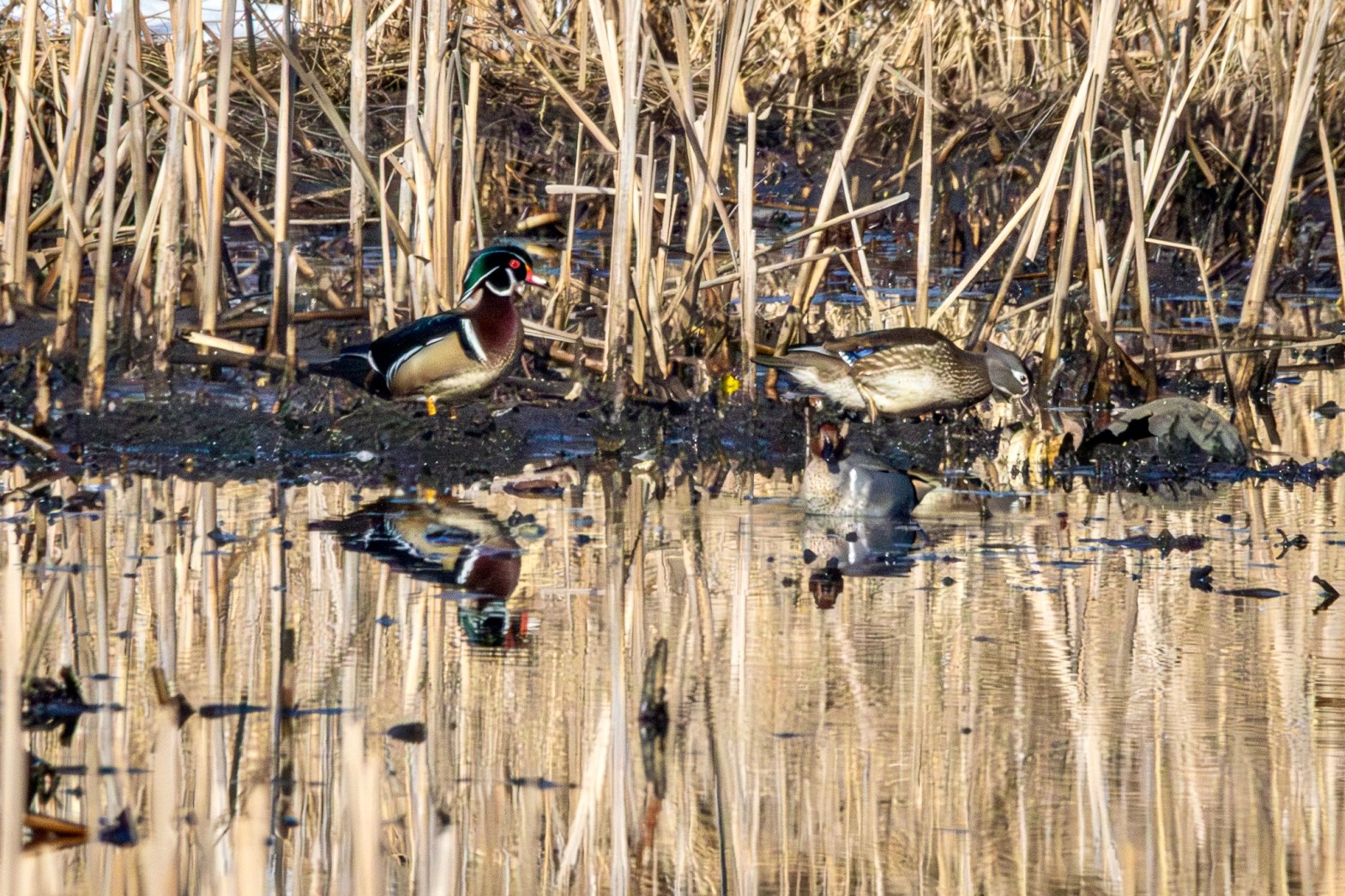 Male wood duck follows a female along the edge of the water in a marsh.