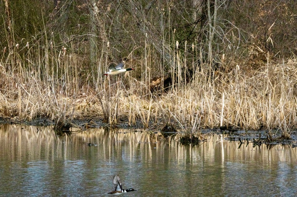 A male common merganser flies above a marsh while a male wood duck lifts off the water below the merganser.
