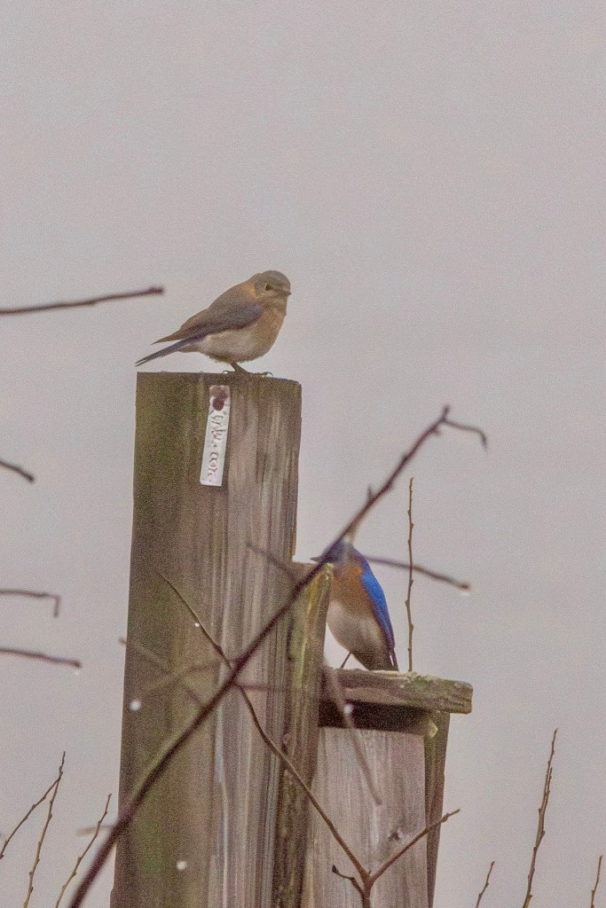 A pair of Eastern bluebirds perch atop a bird box, female on top of its post and the male on the roof.