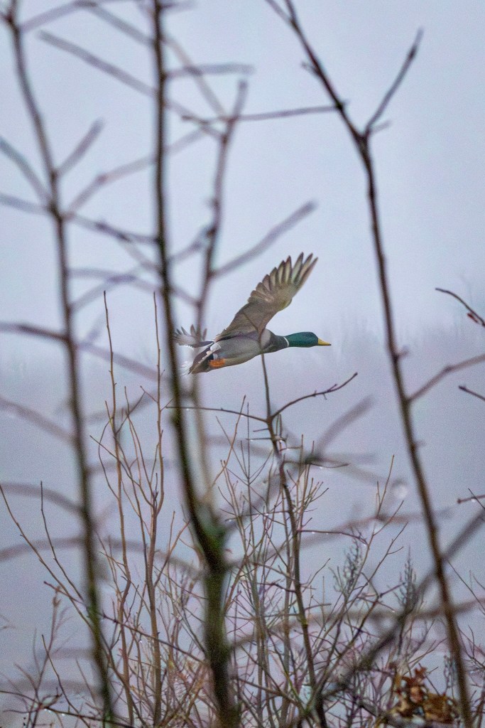 A mallard drake flies above bar tree branches and grasses beneath a dull gray sky.