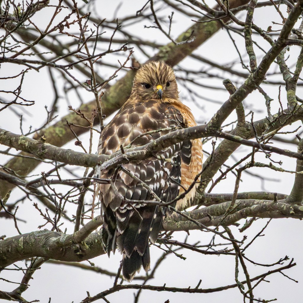 A red-shouldered hawk stares downward from a tree branch.