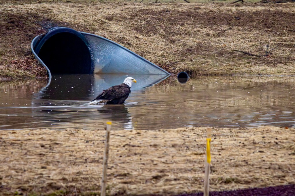 A mature bald eagle struts in the shallow water of a retention pond with a metal culvert behind it.