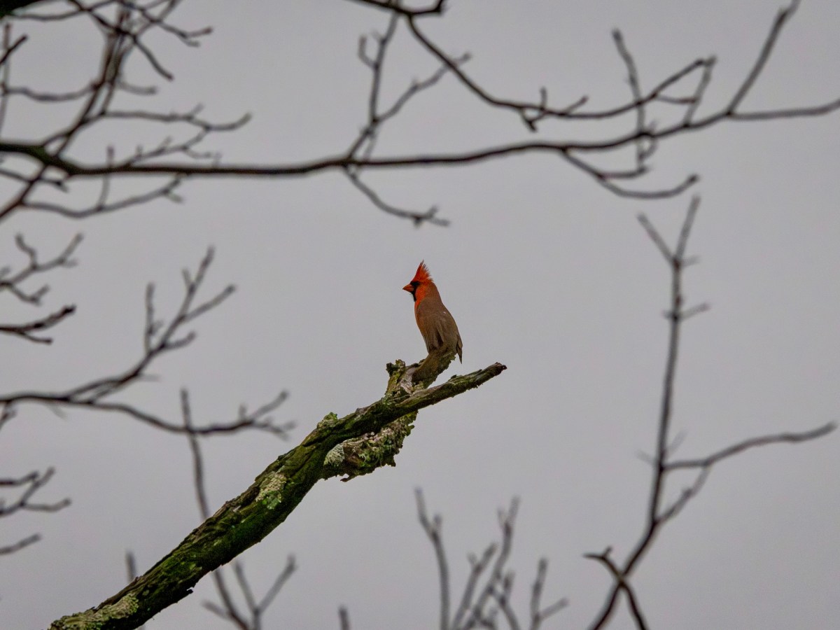 Better birding weather is on the&nbsp;way